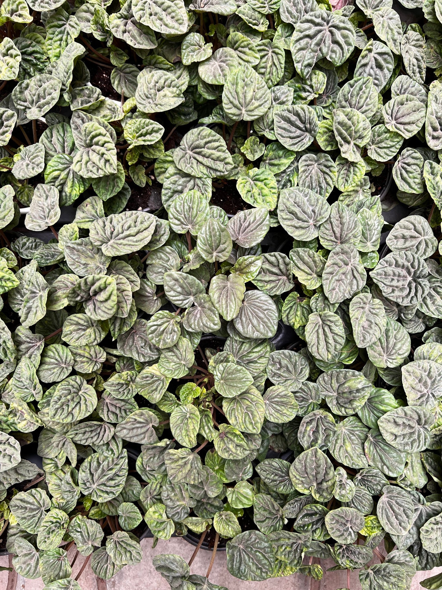 Peperonima Caperata
