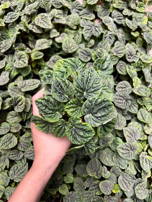 Peperonima Caperata