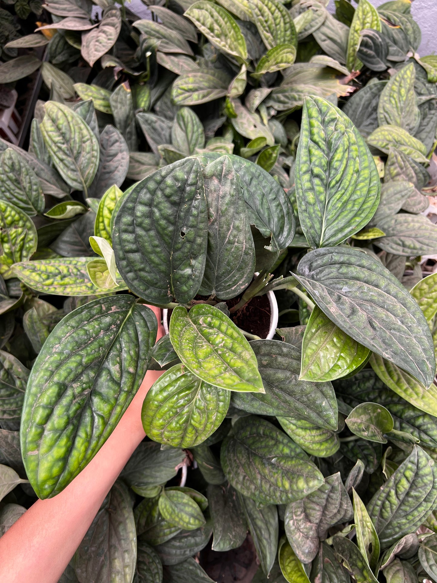 Monstera Peru