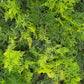 Aspargus Plumosus Lace Fern