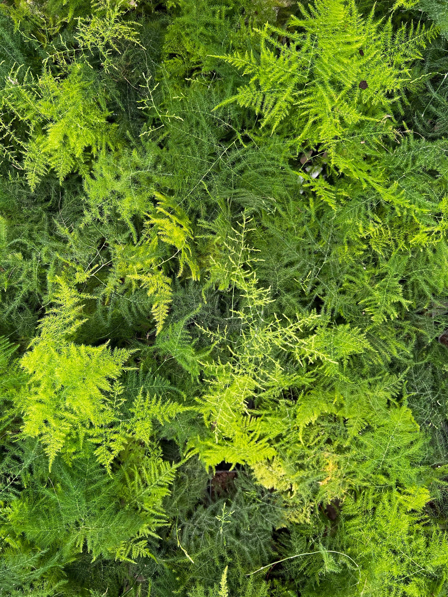 Aspargus Plumosus Lace Fern