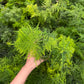 Aspargus Plumosus Lace Fern