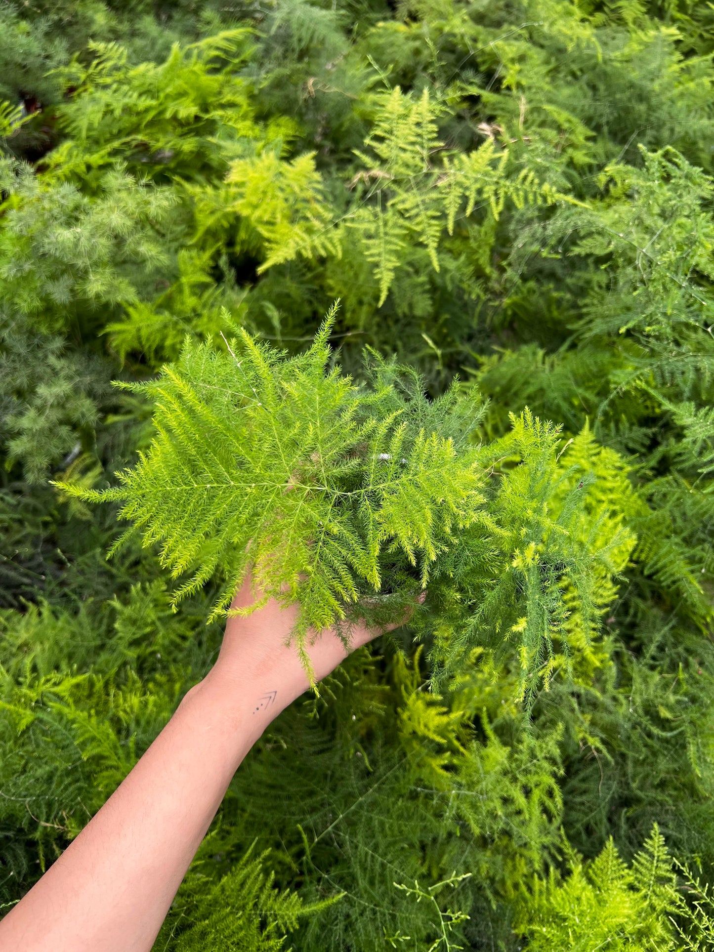 Aspargus Plumosus Lace Fern
