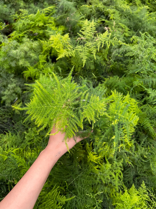 Aspargus Plumosus Lace Fern