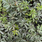 Schefflera Green