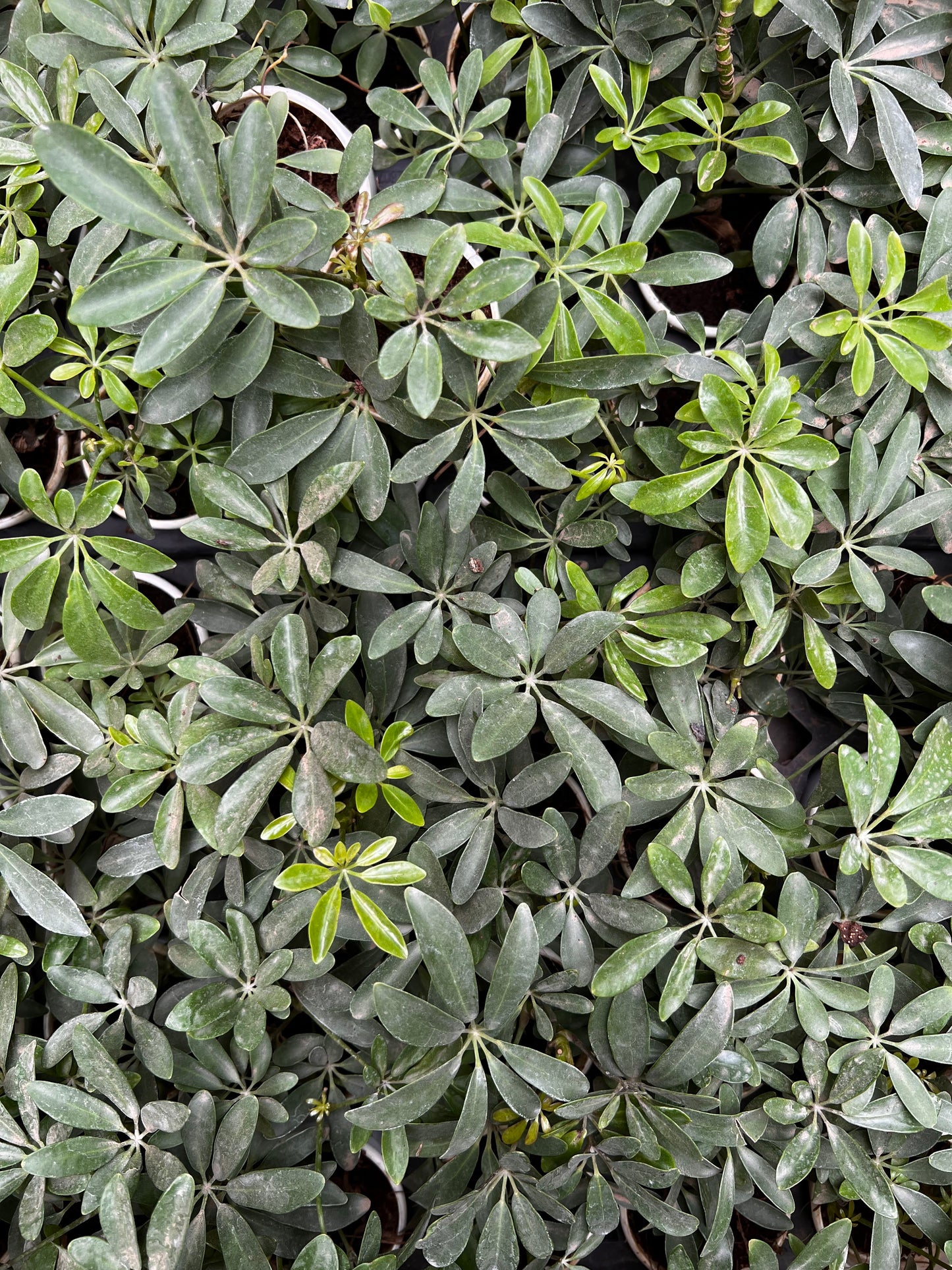 Schefflera Green