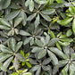 Schefflera Green