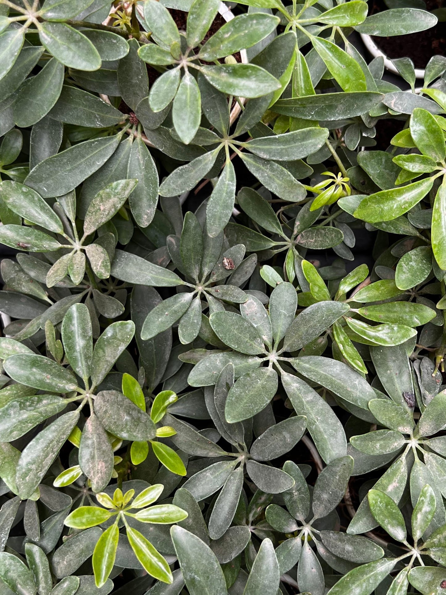 Schefflera Green