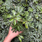 Schefflera Green