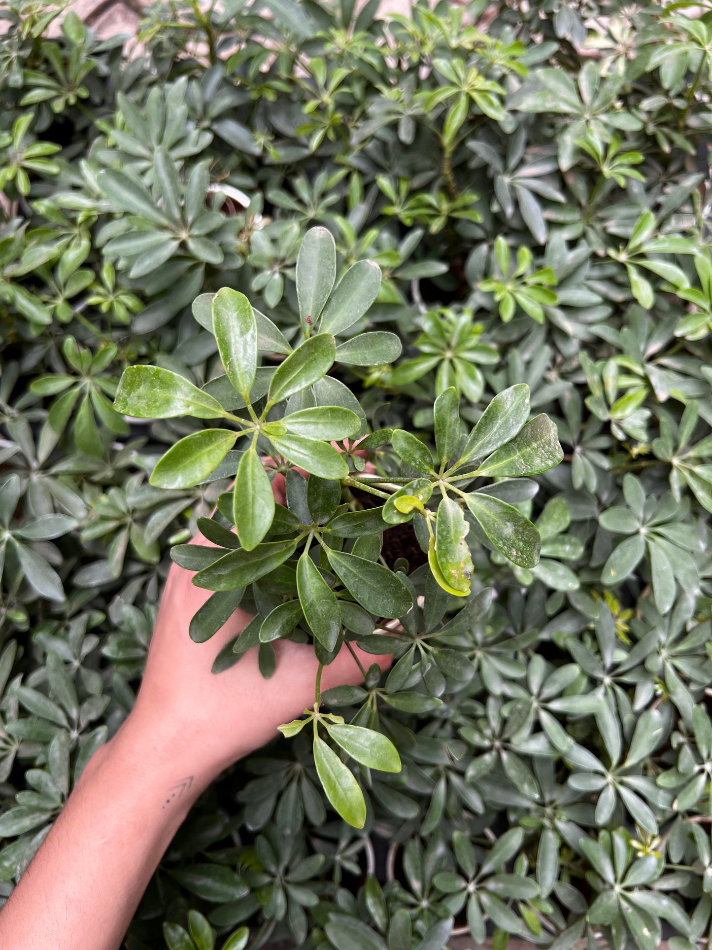 Schefflera Green