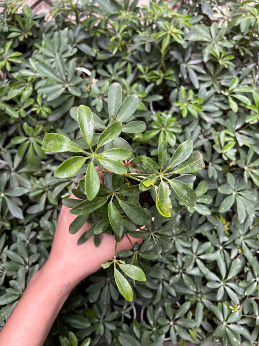 Schefflera Green