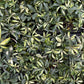 Verigated Schefflera