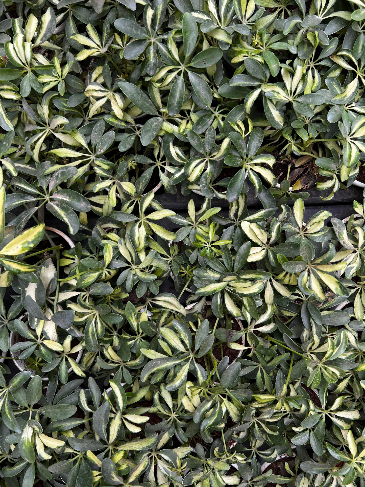 Verigated Schefflera