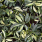 Verigated Schefflera