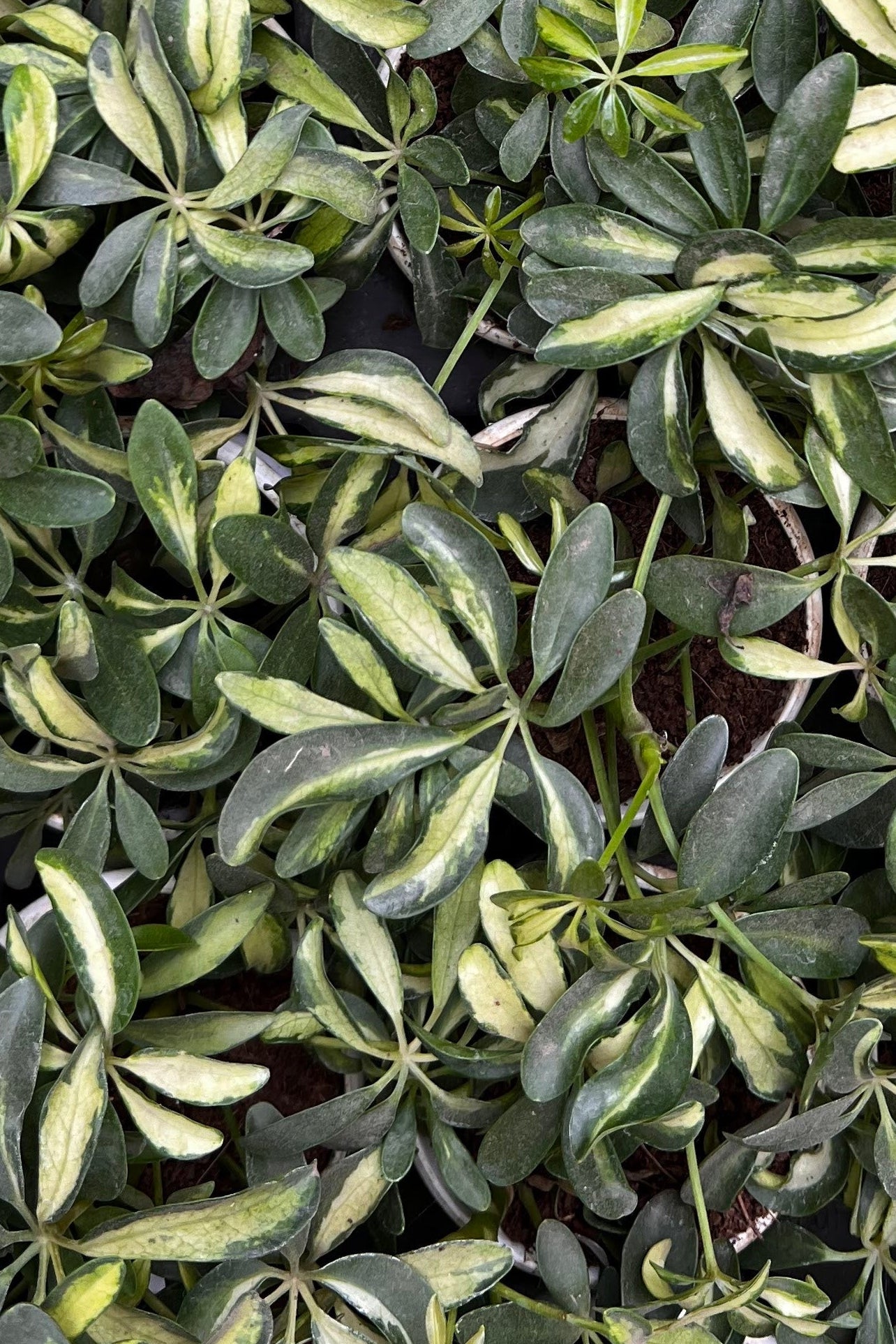 Verigated Schefflera