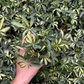 Verigated Schefflera