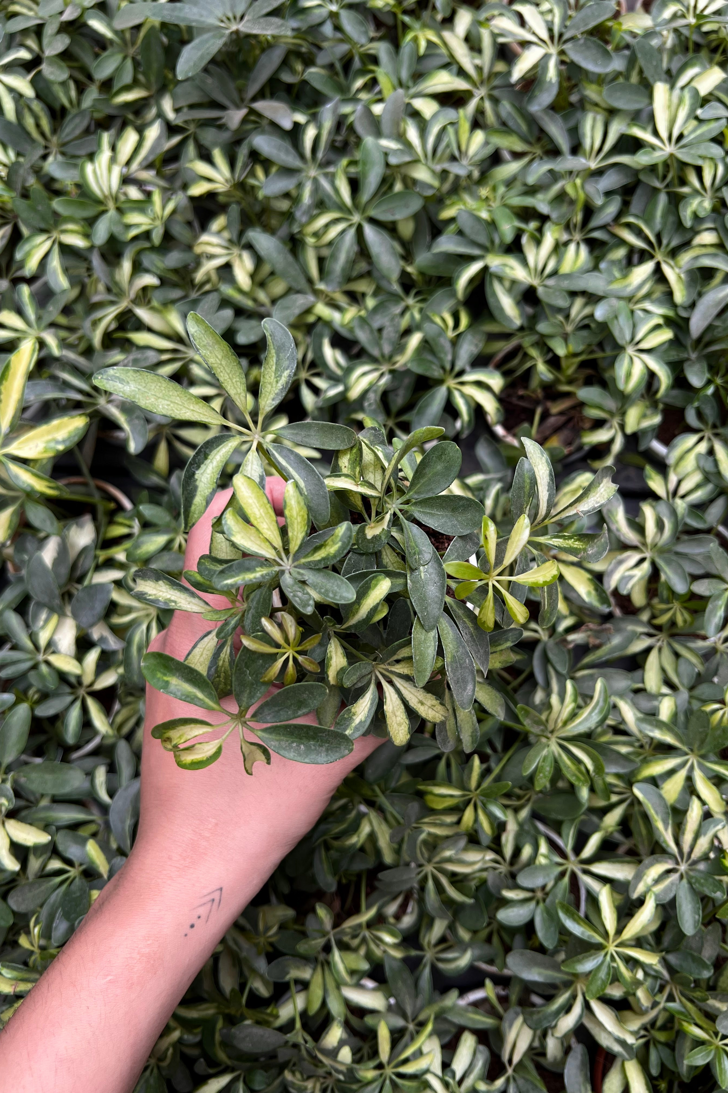 Verigated Schefflera
