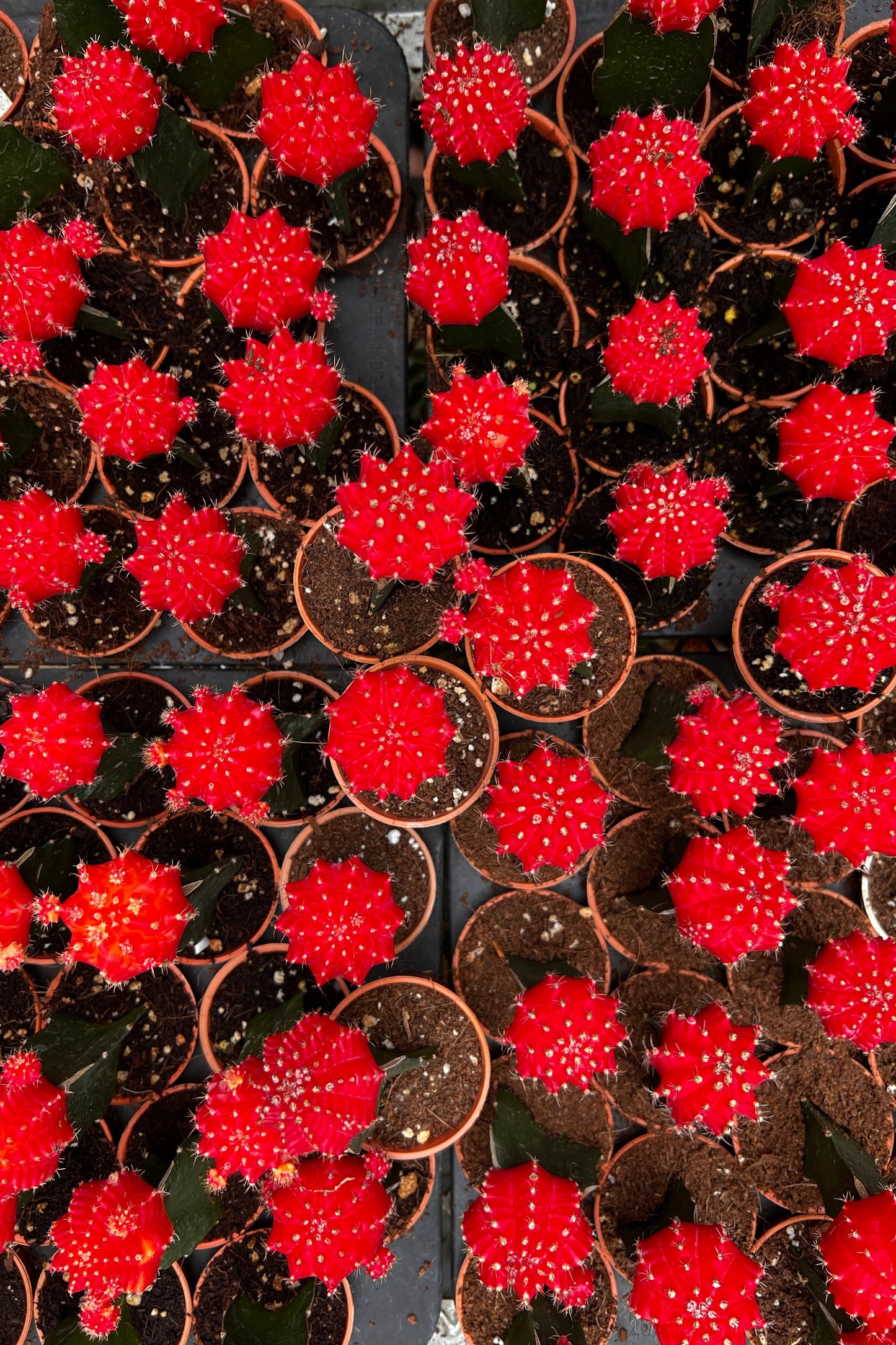 Moon Cactus (Red)