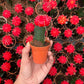 Moon Cactus (Red)