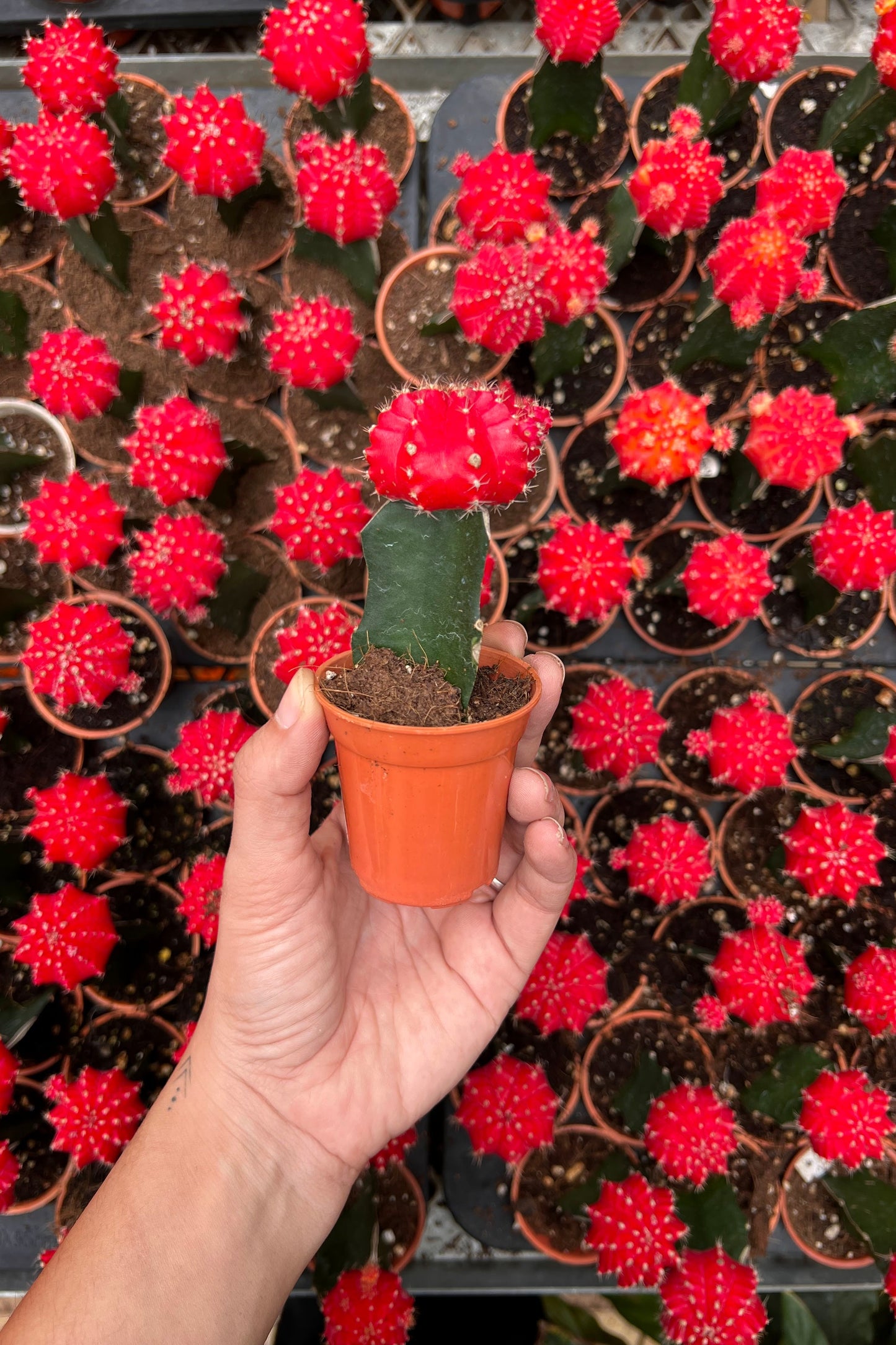 Moon Cactus (Red)
