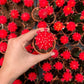 Moon Cactus (Red)