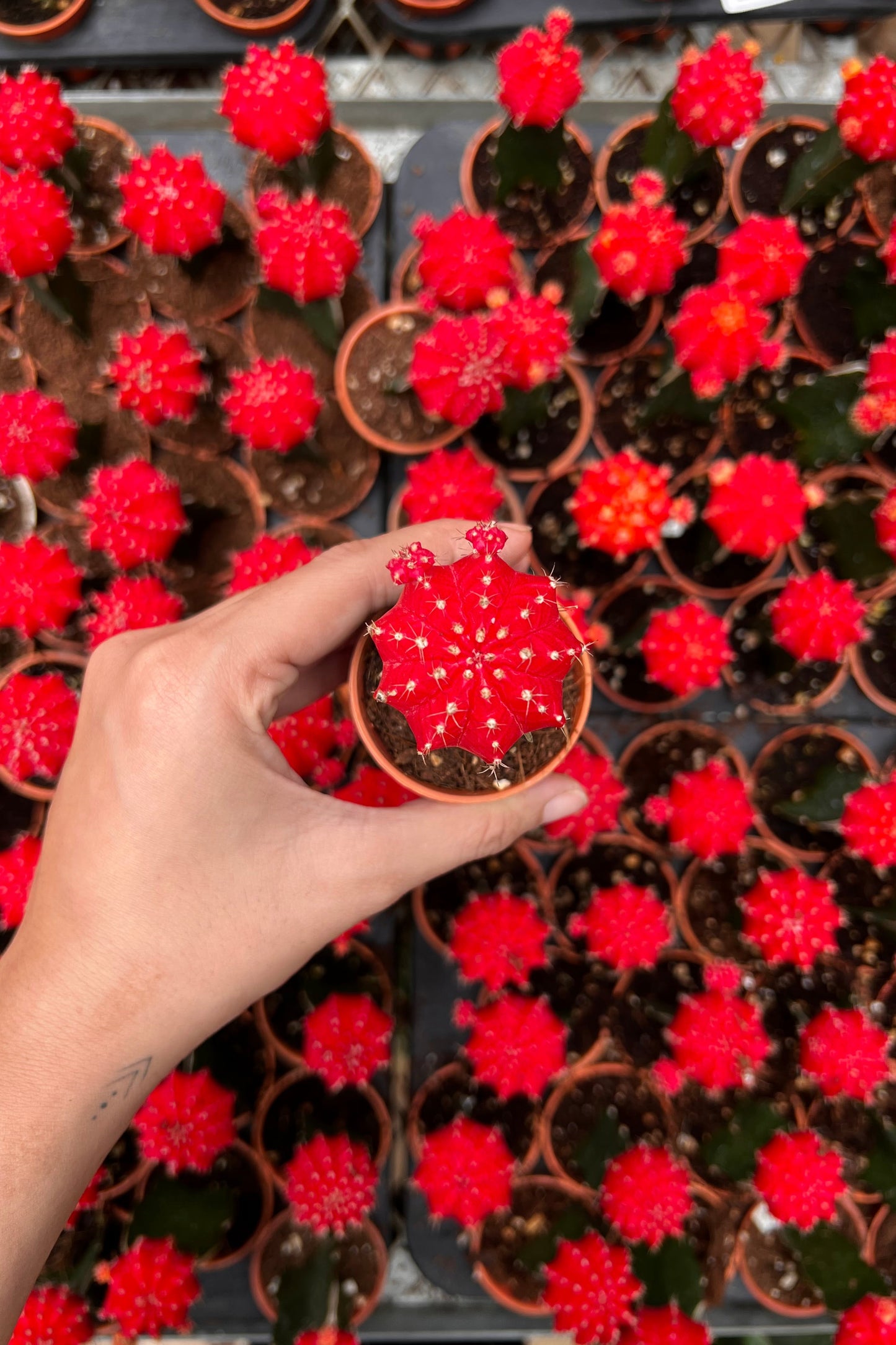 Moon Cactus (Red)