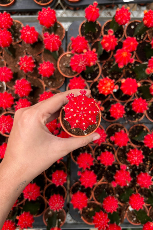 Moon Cactus (Red)