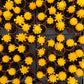 Moon Cactus (Yellow)