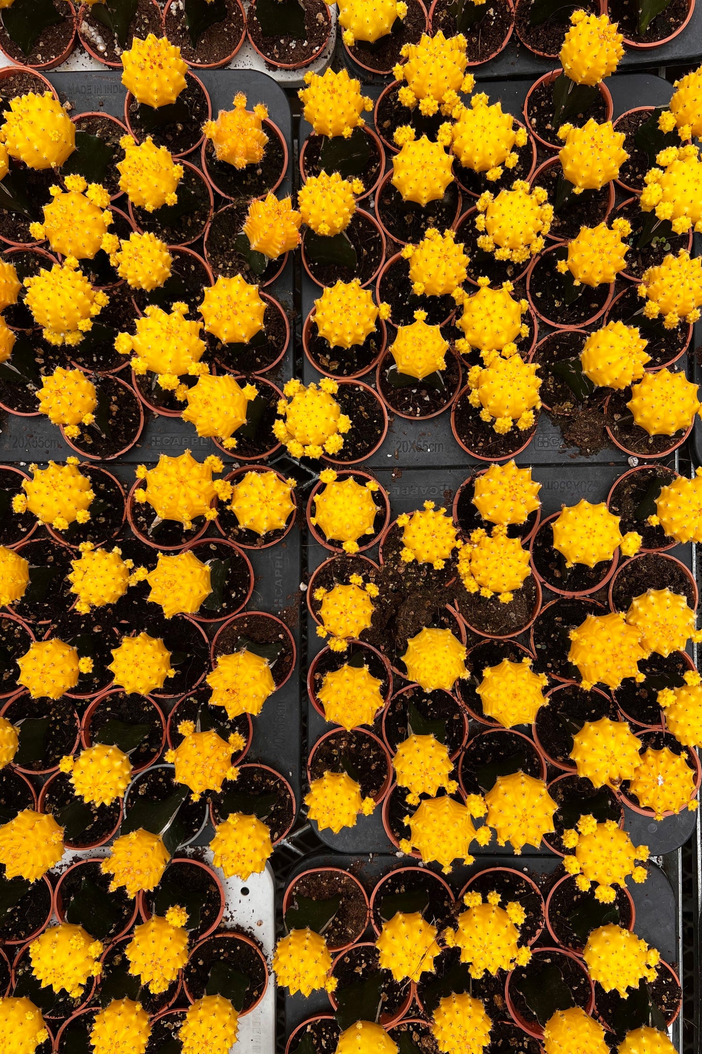 Moon Cactus (Yellow)
