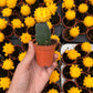 Moon Cactus (Yellow)