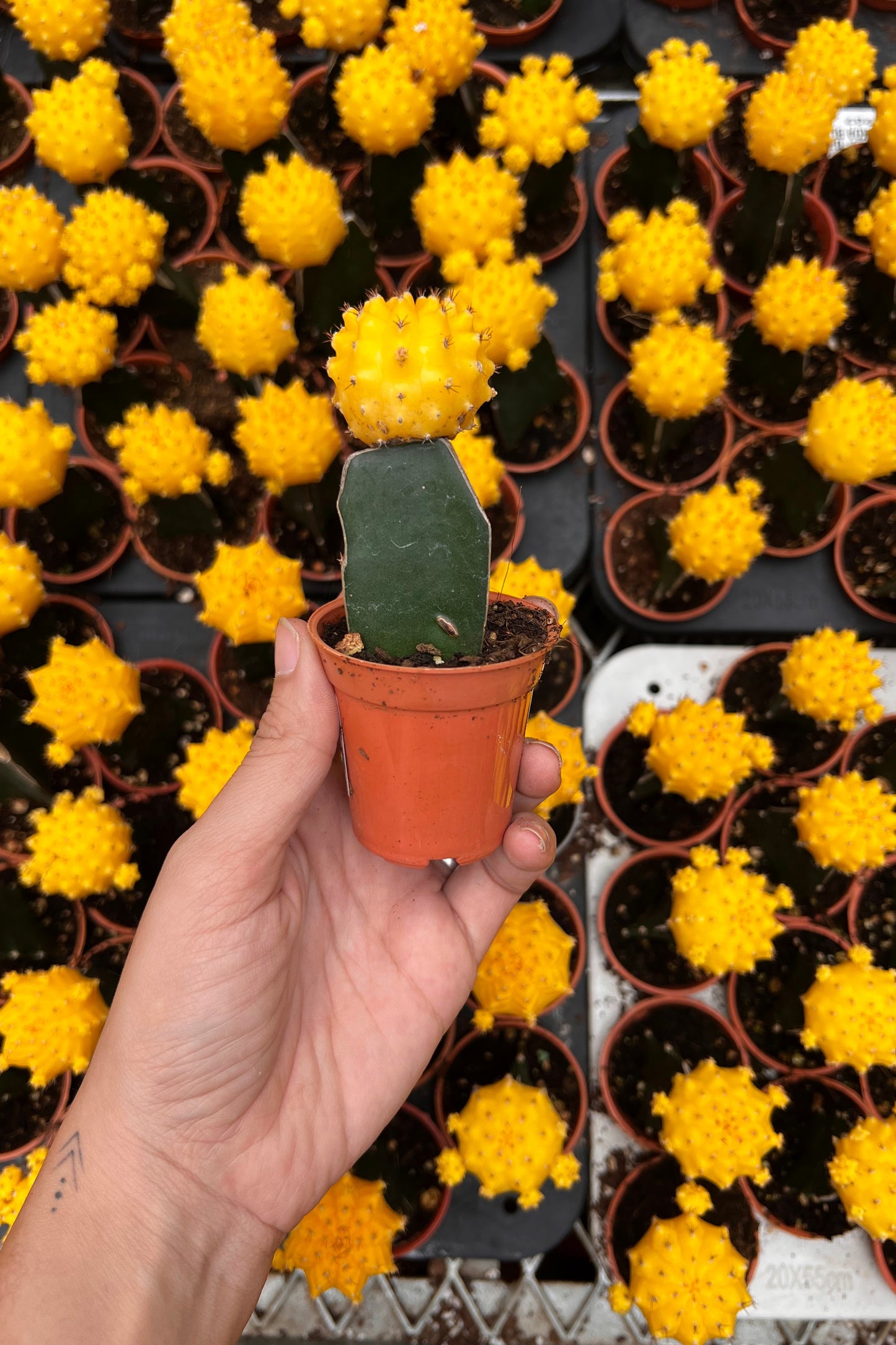 Moon Cactus (Yellow)