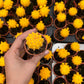 Moon Cactus (Yellow)