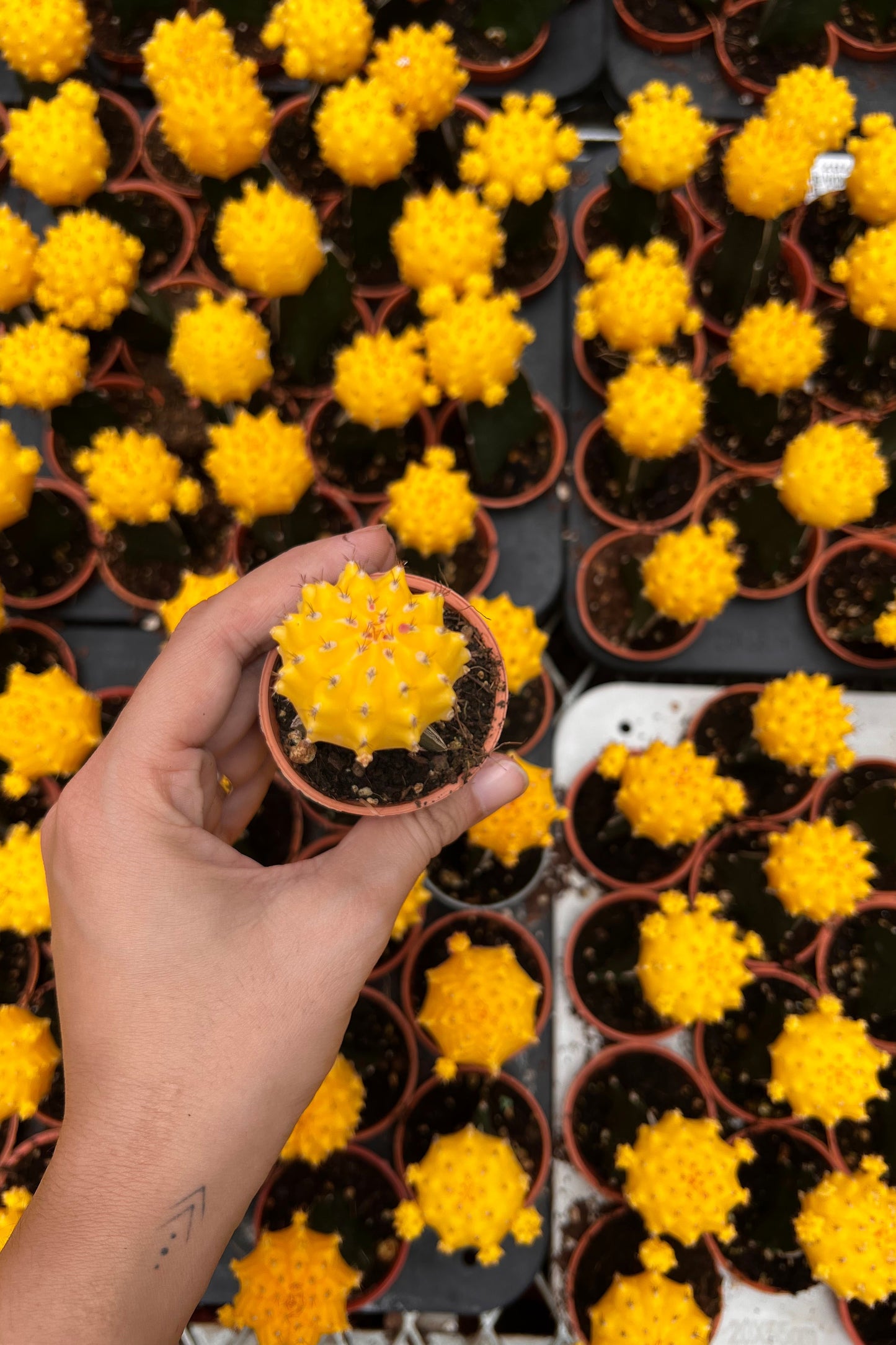 Moon Cactus (Yellow)