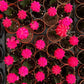 Moon Cactus ( Pink )