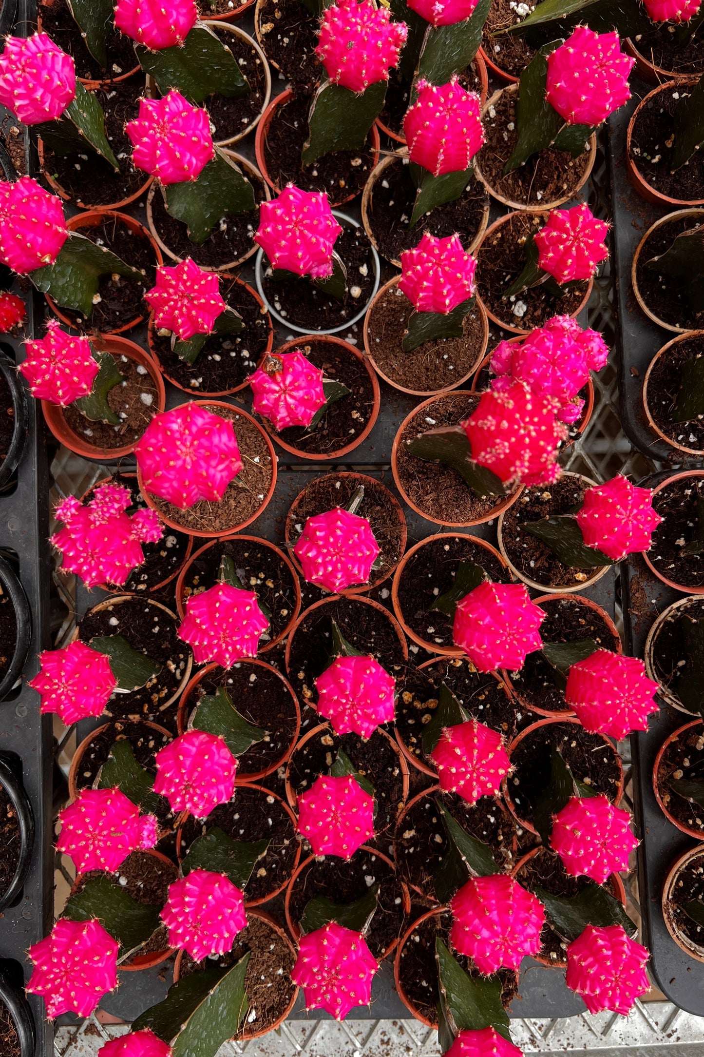 Moon Cactus ( Pink )