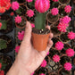 Moon Cactus ( Pink )