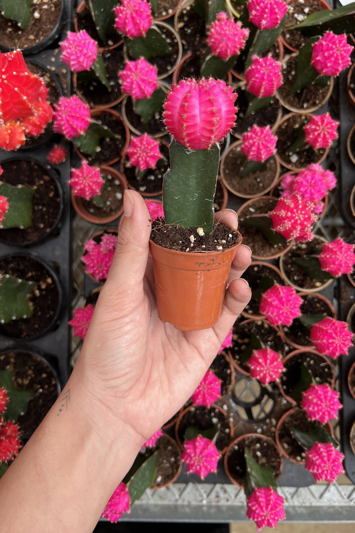 Moon Cactus ( Pink )
