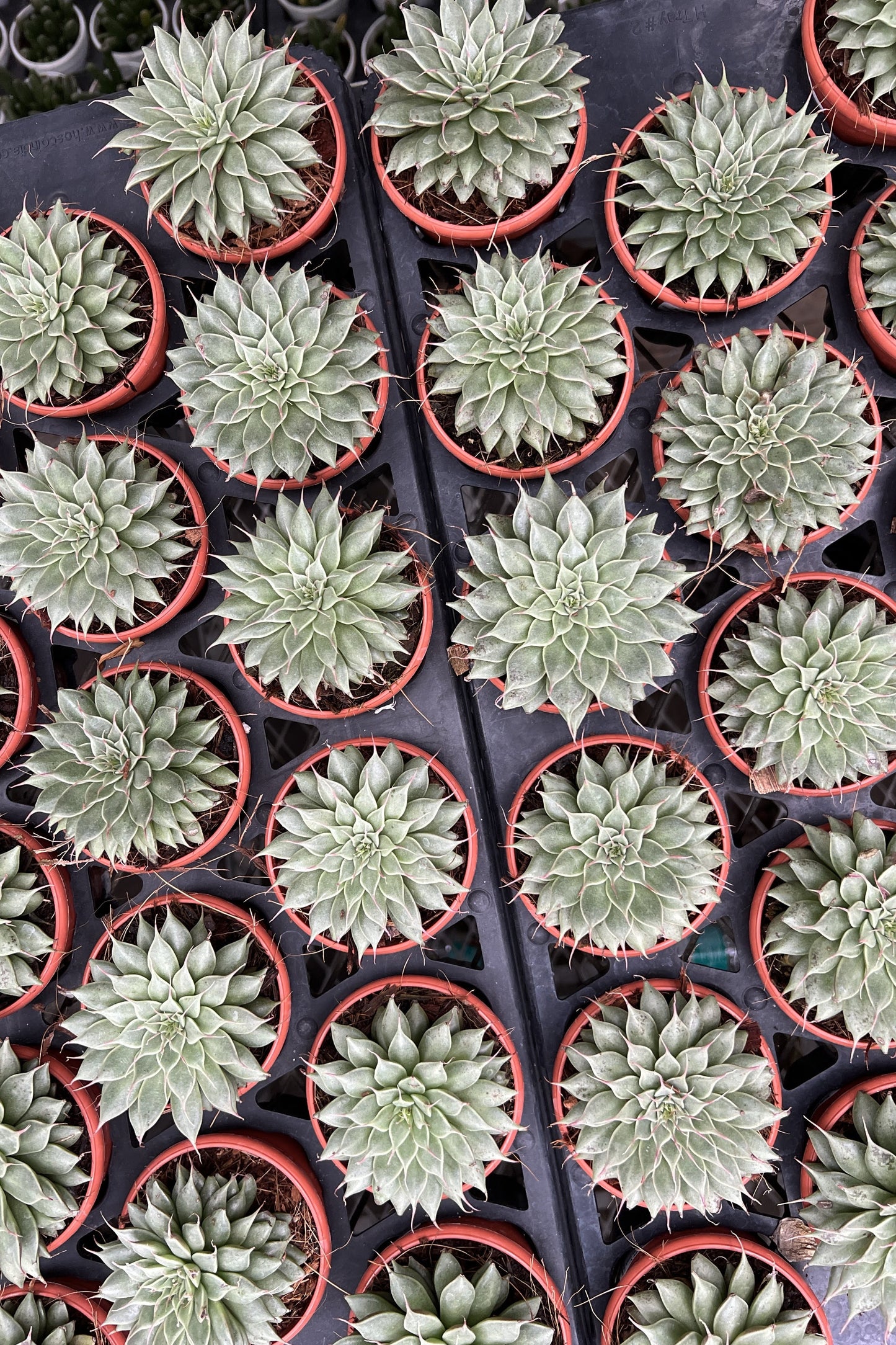 Graptoveria Silver Star
