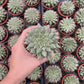 Graptoveria Silver Star