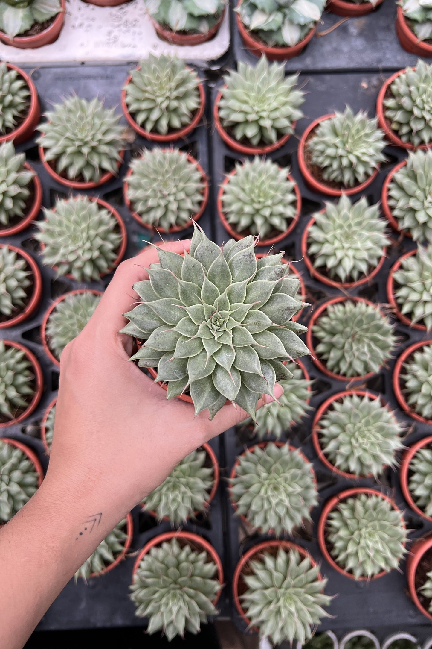 Graptoveria Silver Star
