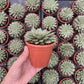 Graptoveria Silver Star