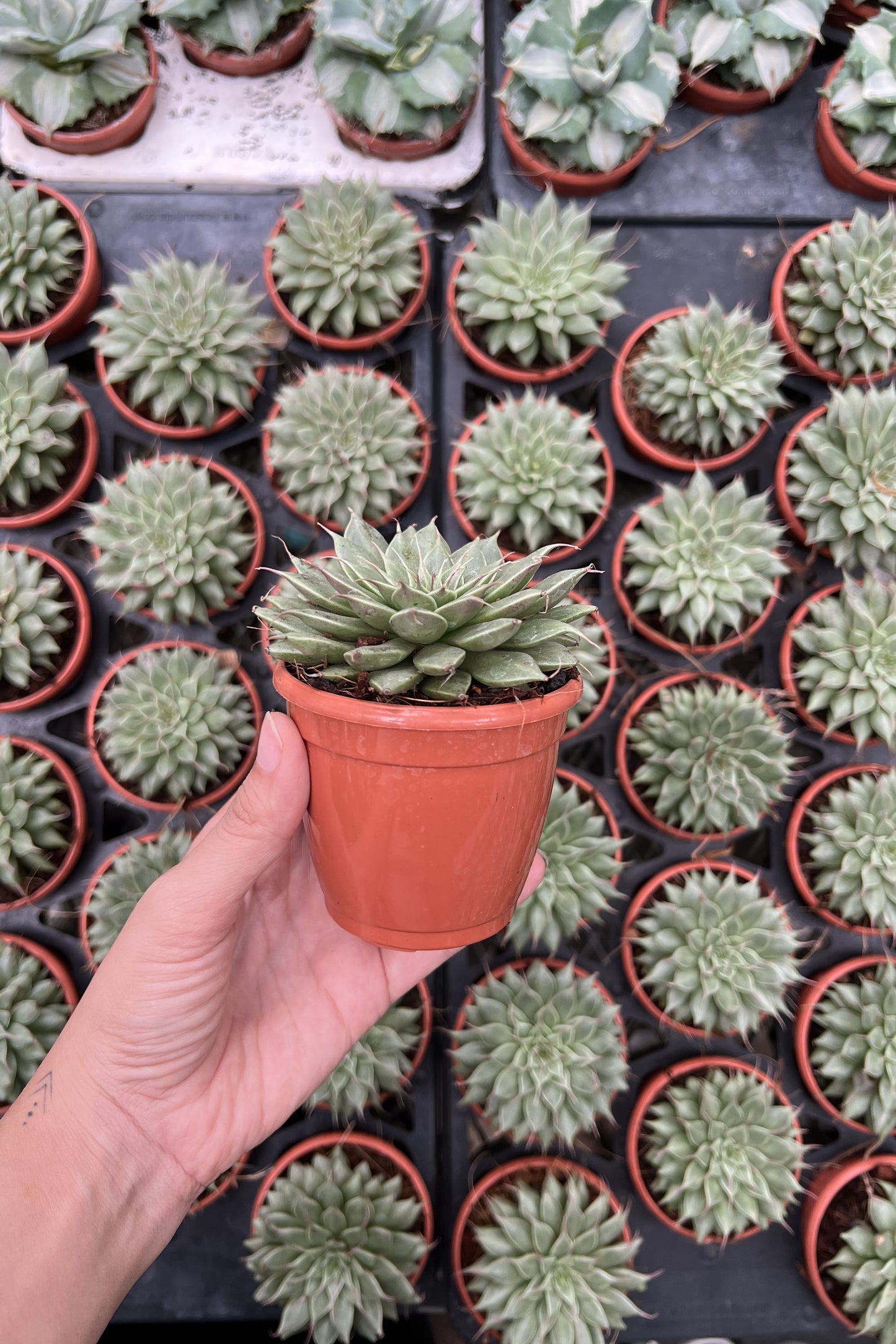 Graptoveria Silver Star