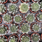 Echeveria Purpursoram