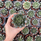 Echeveria Purpursoram
