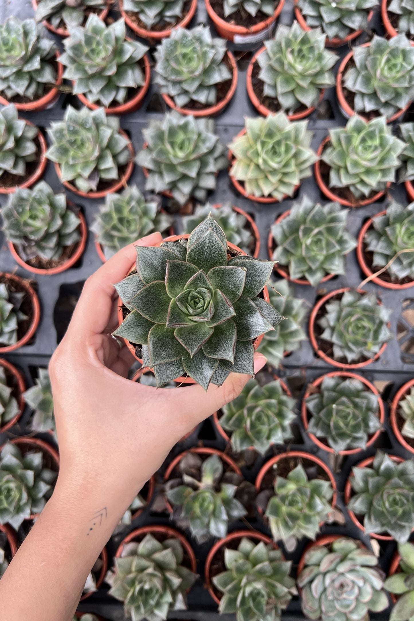 Echeveria Purpursoram