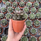 Echeveria Purpursoram