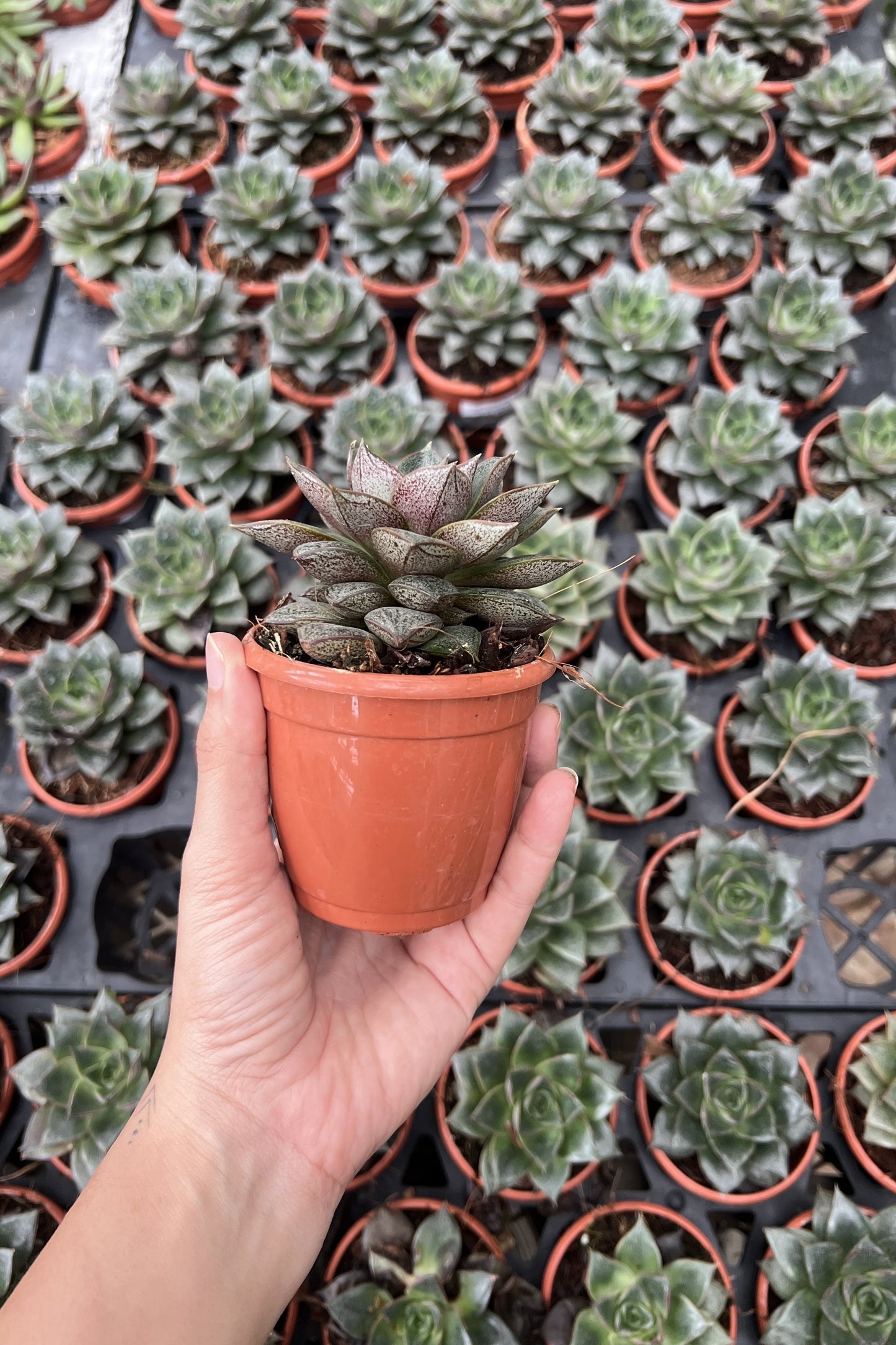 Echeveria Purpursoram