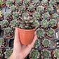 Haworthia Cooper Variated