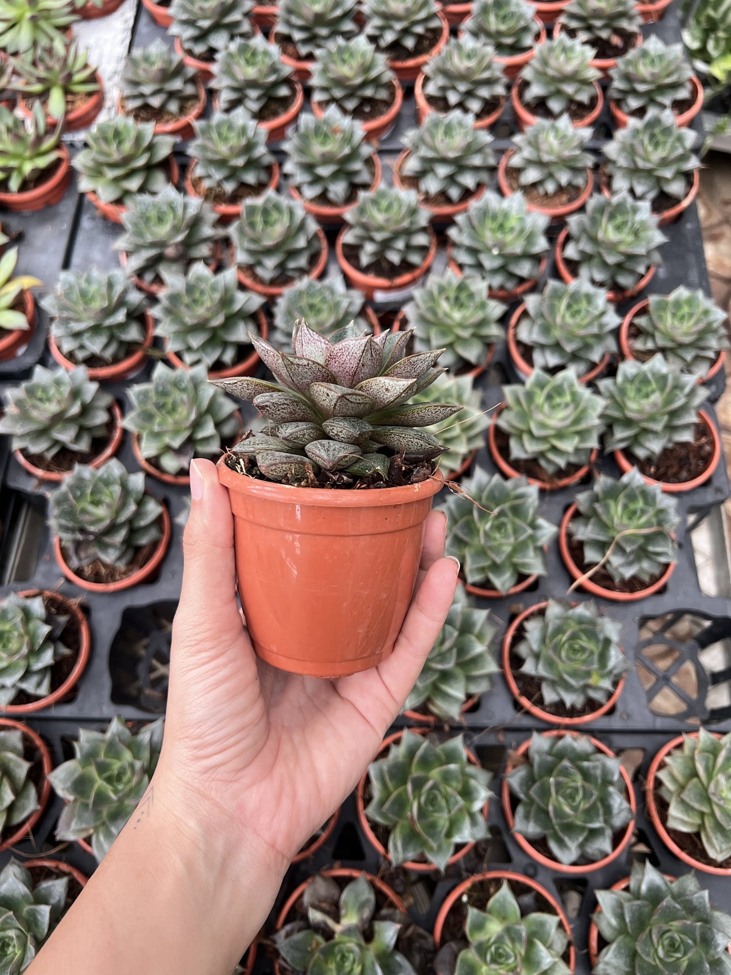 Haworthia Cooper Variated