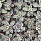Panda Plant